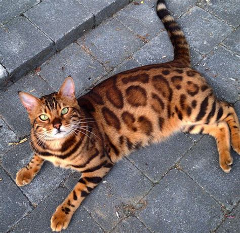 This is Thor, The Bengal House Cat That's Dominating Instagram Right Now