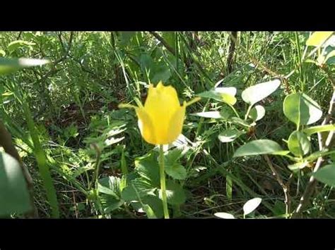 Урумово лале - Rare Tulip Species (Urumovo Tulip) - YouTube