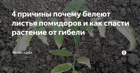 4 причины почему белеют листья помидоров и как спасти растение от ...