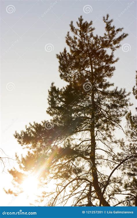 Pine Tree Close Up Stock Image Image Of December Evergreen 121257201