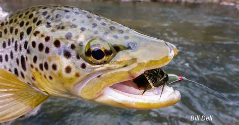 Add Pa Streams To The Class A Wild Trout And Wild Trout Streams