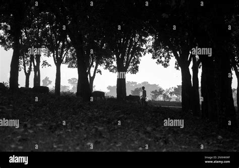 Tea Garden In Bangladesh Black And White Stock Photos And Images Alamy