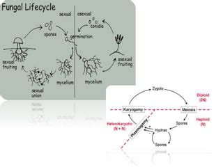 Classificatio Of Fungi Alexopoulos And Mims New Ppt