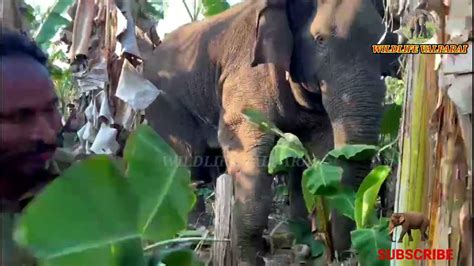 Magna Elephant Captured கோவை சுற்றித் திரிந்த மக்னா காட்டு யானை மயக்க