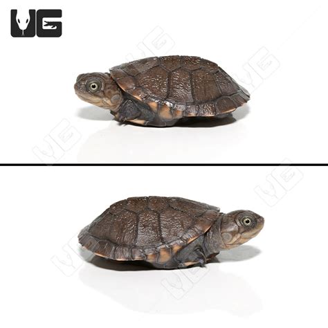 Baby West African Helmeted Turtles (Pelusios castaneus) For Sale ...