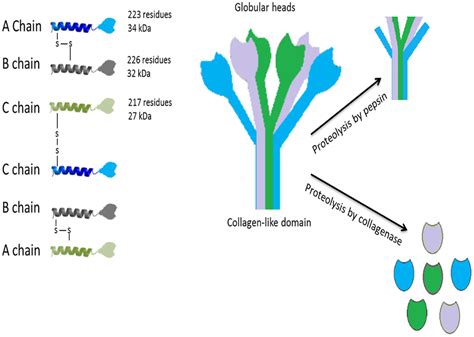 Frontiers Emerging And Novel Functions Of Complement Protein C1q