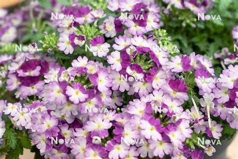 Verbena Vanessa ™ Compact Bicolor Purple