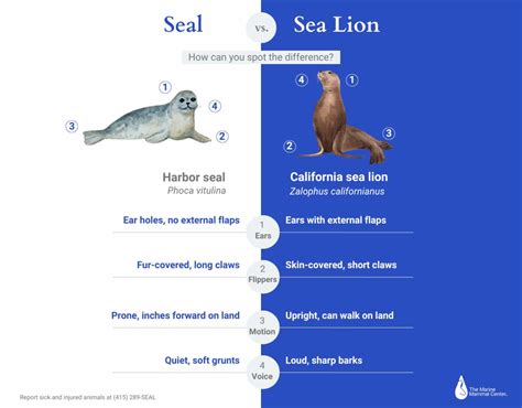 Seal Vs Sea Lion Your Guide To Knowing The Difference The Marine