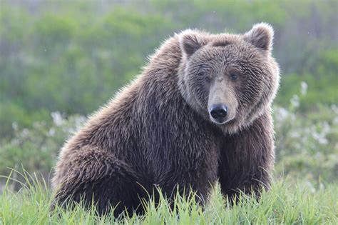 Katmai National Park Bear Tour Greatland Adventures