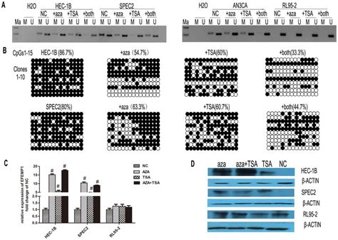 The Effect Of 5 Aza Dc And Tsa On Efemp1 Expression A Endometrial Download Scientific Diagram