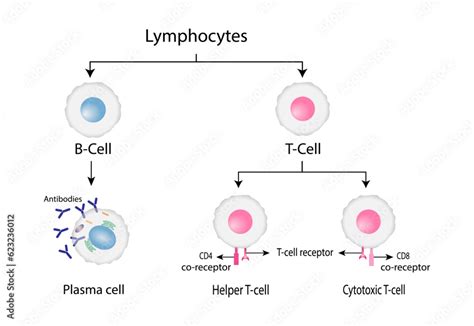 Types Of Lymphocytes Adaptive Immune System Cytotoxic And Helper T