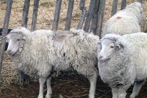 Common Sheep Diseases Causes And Symptoms