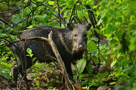 Peru Wildlife Holidays And Tailor Made Tours