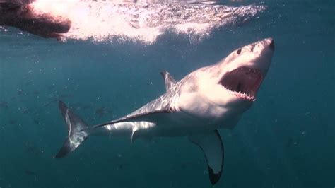 Mad Or Brave Swimming With Great White Sharks Deadly 60 South Africa Series 3 Bbc Earth