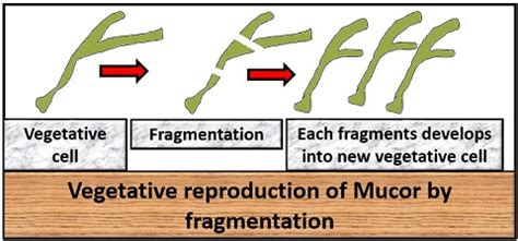 What is Mucor? Characteristics, Structure & Life cycle - Biology Reader