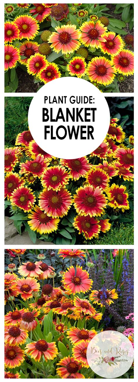 Plant Guide Blanket Flower Bees And Roses