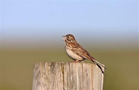 Alaskan Birds: 15 Common Birds in Alaska (With Pictures)