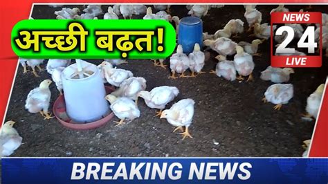 Poultry Rate Today Chicken Rates Today Aaj Ka Thok Murga Mandi Rate