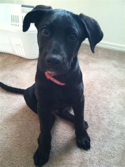 15 Best Cute Great Dane Lab Mix Labradanes Images On Pinterest Lab