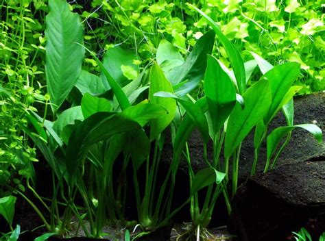 Anubias Barteri Var Angustifolia With Images Live Aquarium Plants