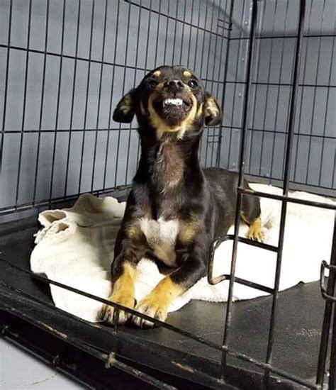 Grinning Shelter Dogs сарtᴜгe Hearts Worldwide with Their Playful