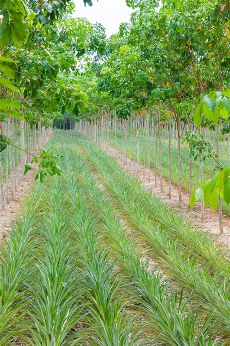 Pineapple Plant Field in Rubber Garden Stock Image - Image of food ...