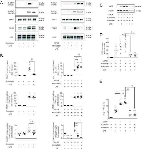 Enhanced Inos Expression And No Production In Lps Stimulated