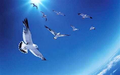 Flying Birds Birds In Sky HD Wallpaper Pxfuel