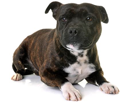 3 Essential Training Tips For Your Staffy Puppies Uk Pets