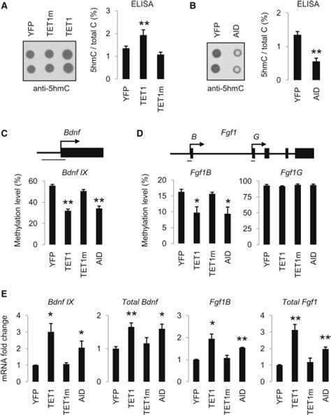 Hydroxylation Of 5 Methylcytosine By Tet1 Promotes Active Dna