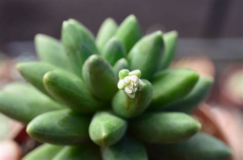 Pachyphytum compactum – Fatty Plants Nursery