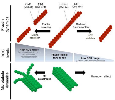 Regulation Of The Cytoskeleton Dynamics By Differential Reactive Oxygen