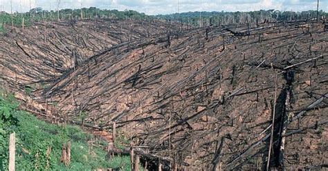 Deforestation Of Brazilian Amazon Rainforest Surges To Record High