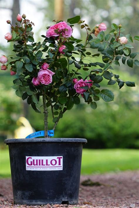 Rosiers Pour Pot Es Comment Les Entretenir Roses Guillot Rosier