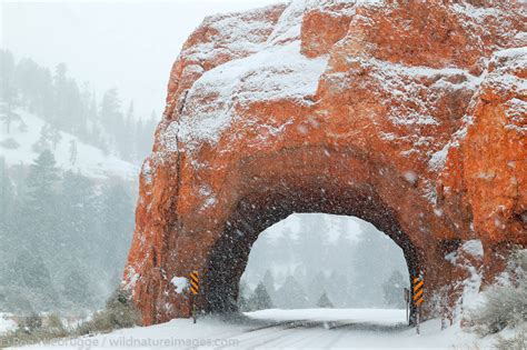 Dixie National Forest Photos By Ron Niebrugge