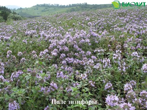 Биолит. Наши конкурентные преимущества. (Часть 2) - online presentation