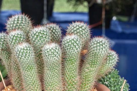 Le Mammillaria Culture Entretien Exposition Arrosage