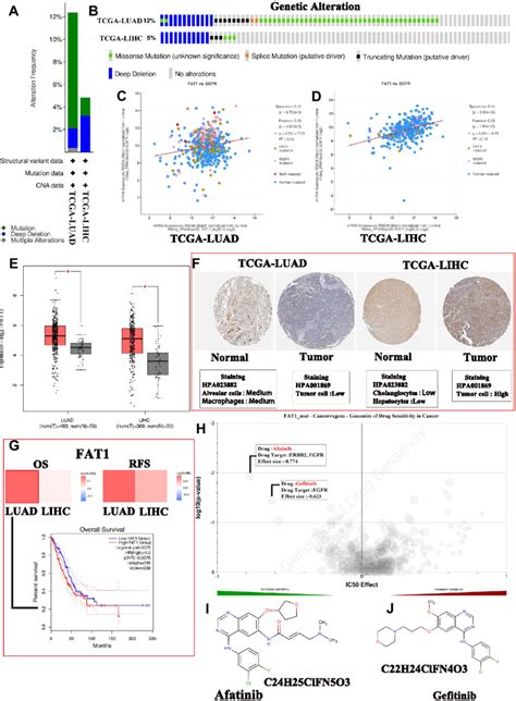 comprehensive analysis  mutated fat   alteration frequency