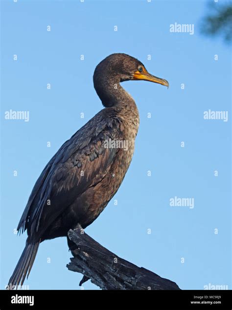 Juvenile Double Crested Cormorant Hi Res Stock Photography And Images