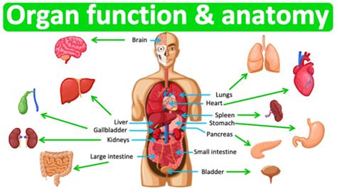 Major Organ Functions Anatomy Quick Easy Learning Video YouTube