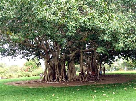 National Tree Of India, Indian National Tree, The Banyan Tree, National ...