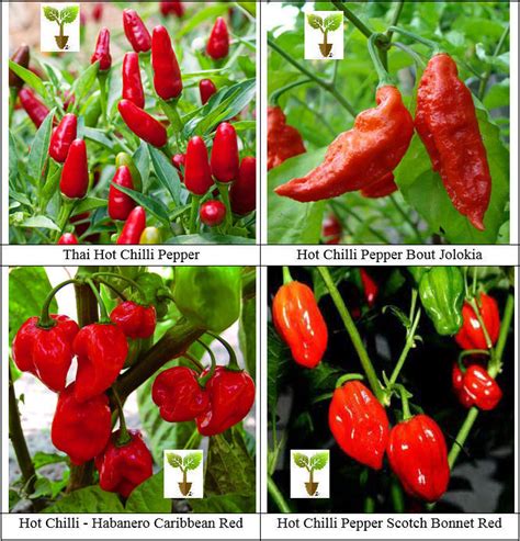 Hot Chilli Collection Varieties Chilli Seeds VIRIDIS HORTUS