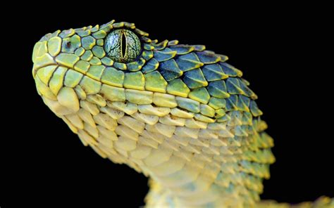 High Resolution Wallpaper viper | Viper snake, Snake wallpaper, Snake