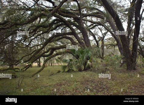 Florida oak trees Stock Photo - Alamy