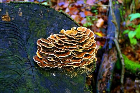 Premium Photo Close Up Of Mushroom Growing On Tree Stump