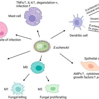 A schematic diagram for pathogenic yeast cells of Sporothrix in host ...