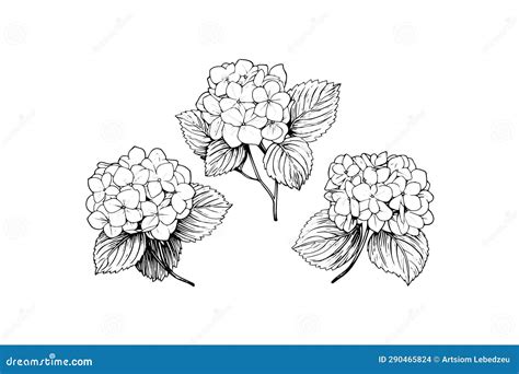 Hand Drawn Ink Sketch Hydrangea Flowers Vector Illustration In