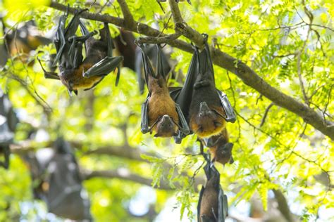 Scoperto Un Nuovo Genere Di Virus Collegato Ad Ebola Nei Pipistrelli