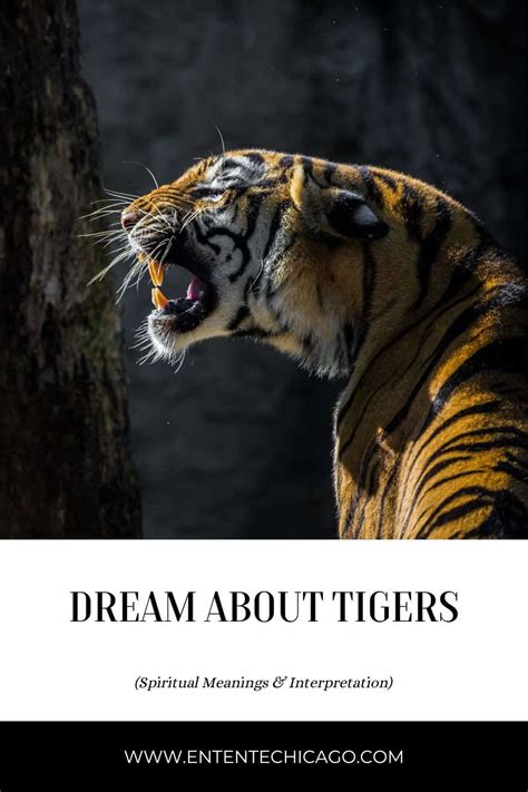 Dream About Tigers Spiritual Meanings And Interpretation