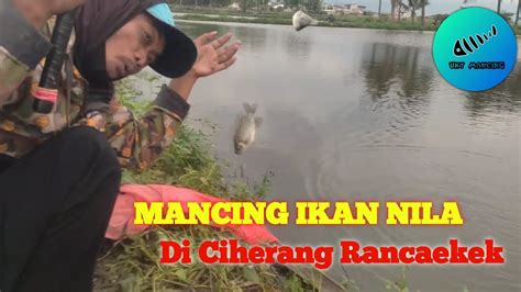 SERU ABISSS MANCING IKAN NILA LIAR DI CIHERANG RANCAEKEK YouTube